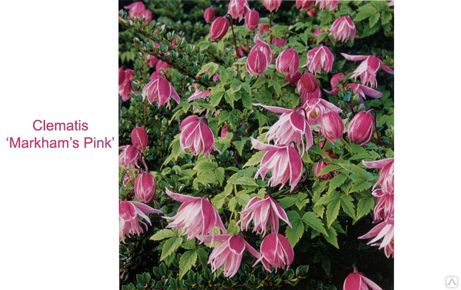 Encyklopedia - Clematis - Źródło Dobrych Pnączy