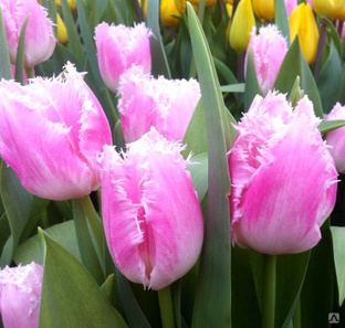 Букеты цветов из тюльпанов 