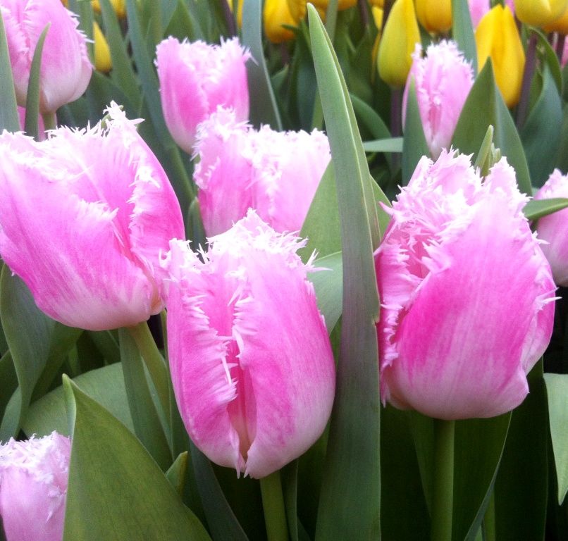 Букеты цветов из тюльпанов