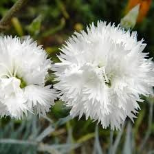 Гвоздика перистая Дабл Уайт ( Dianthus Double White ) 1,5-2л