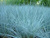 Овсяница сизая Азурит ( Festuca glauca Azurit ) 0,5л #1