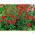 Лапчатка кроваво-красная (Potentilla atrosanguinea)1-2л #3