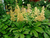 Роджерсия конскокаштанолистная (Rodgersia aesculifolia) 1,5-2л #1