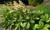 Роджерсия конскокаштанолистная (Rodgersia aesculifolia) 1,5-2л #2