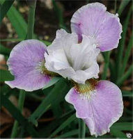 Ирис сибирский Лилтинг Лаура (Iris sibirica Lilting Laura) 2л