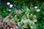 Роджерсия перистая ( Rodgersia pinnata ) 1,5-2л #4