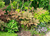 Роджерсия перистая ( Rodgersia pinnata ) 1,5-2л #5