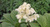 Роджерсия перистая ( Rodgersia pinnata ) 1,5-2л #2
