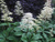 Роджерсия перистая ( Rodgersia pinnata ) 1,5-2л #3