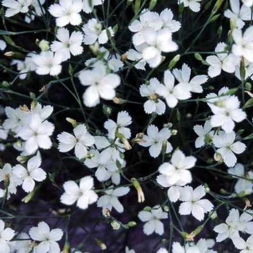 Гвоздики травянка Уайт (dianthus deltoides White) 1-2л