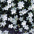 Гвоздики травянка Уайт (dianthus deltoides White) 1-2л #1