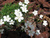 Гвоздики травянка Уайт (dianthus deltoides White) 1-2л #2