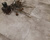 Ламинат SPC Stone Floor Травертин Найтфол 970-9 НР водостойкий #1