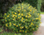 Зверобой кустарниковый Хидкот (Hypericum patulum Hidcote) 5л 60-70см #2