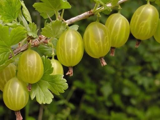 Крыжовник Инвента ( Ribes uva-crispa Inventa ) 3л 80 см штамб 1