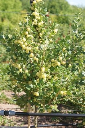 Крыжовник Инвента ( Ribes uva-crispa Inventa ) 3л 80 см штамб 2