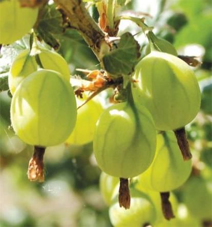 Крыжовник Инвента ( Ribes uva-crispa Inventa ) 3л 80 см штамб 3