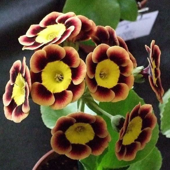 Примула ушковая Пирс Телфорд (Primula auricula Piers telford ) р9 1