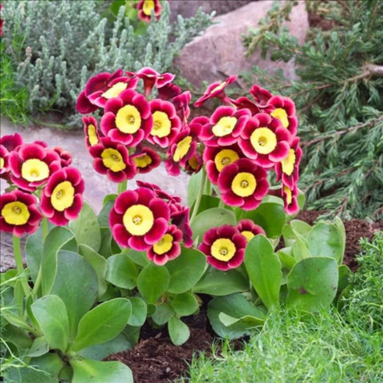 Примула ушковая Пирс Телфорд (Primula auricula Piers telford ) р9 2