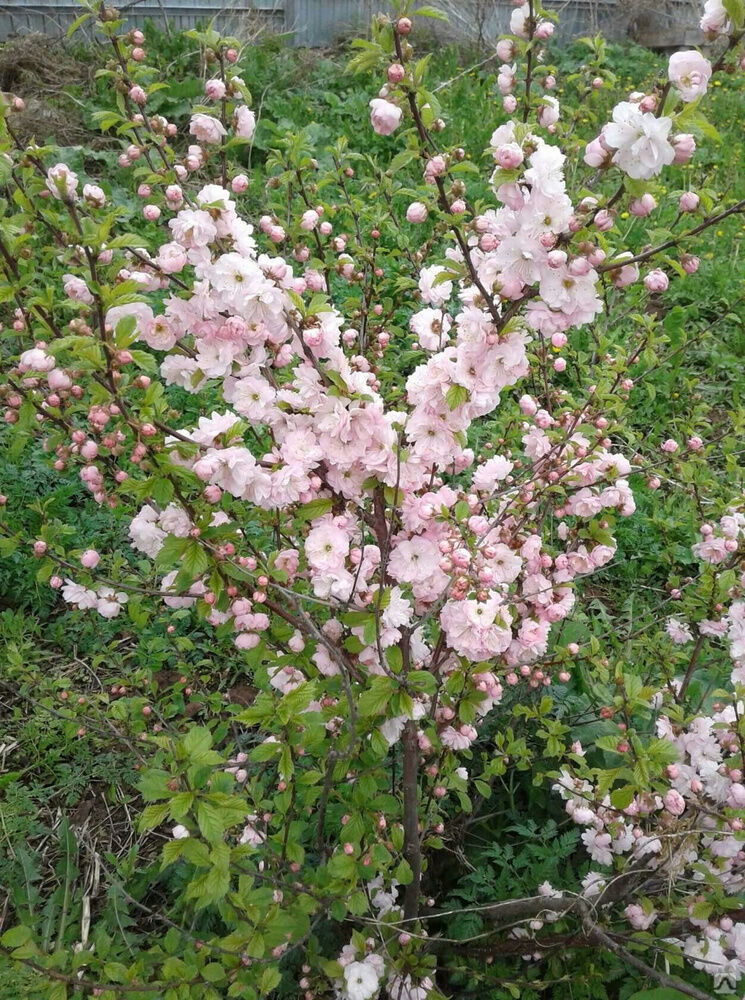 Саженец миндаль махровый трехлопастной (Луизеания) Amygdalus triloba ...